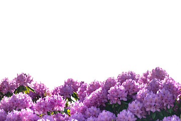 purple flowers Rhododendron isolated on white background