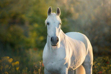 Obraz na płótnie Canvas White horse portrait in poppy flowers at sunrise light