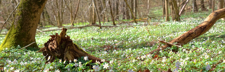 Spring blossom scene - Wood anemone blooming