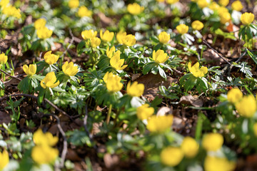 Yellow flowers of winter aconite (Eranthis hyemalis), earliest flowers to appear in winter