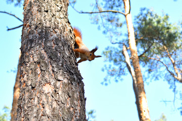 red squirrel climbing up a big tree trunk in park