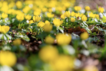 Yellow flowers of winter aconite (Eranthis hyemalis), earliest flowers to appear in winter