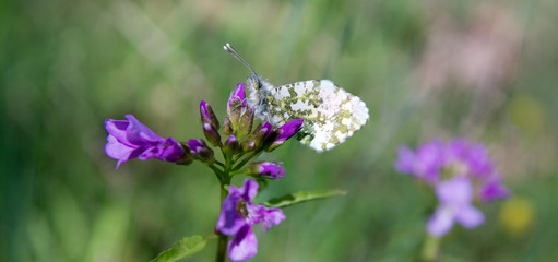 Purple flowers in garden with Butterfly closeup.