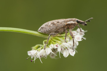 Weevil beetle curculionidae insect that feeds on vegetables using its trunk to introduce the jaws into the plants it feeds on