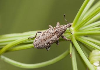 Weevil beetle curculionidae insect that feeds on vegetables using its trunk to introduce the jaws into the plants it feeds on