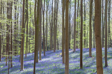 Bluebells blue-purplish flowers blooming in the springtime forest, Hallerbos, Belgium