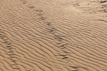 Traces of snake in the sand. Sand Texture. Background from brown sand. selective focus