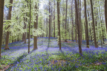 Bluebells blue purplish-flowers blooming in the springtime forest