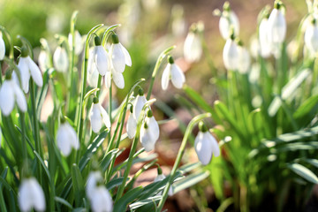 Fototapeta premium Wild white snowdrops growing from the forest ground