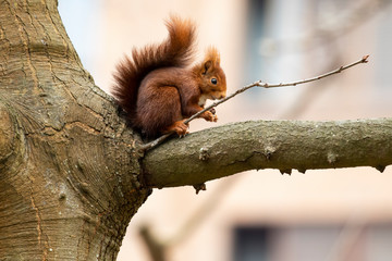red squirrel, Sciurus vulgaris, feeding on a tree branch in an urban park