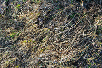 Dry grass background close-up