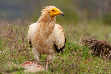 Egyptian vulture (Neophron percnopterus) long thin beak vulture.