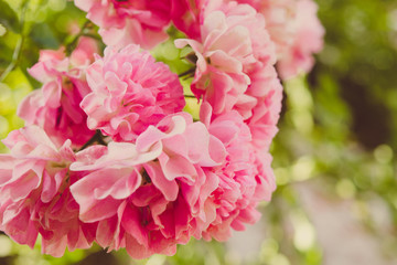 Pink rose closeup in spring garden