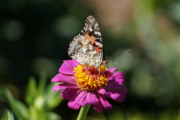 butterfly on flower