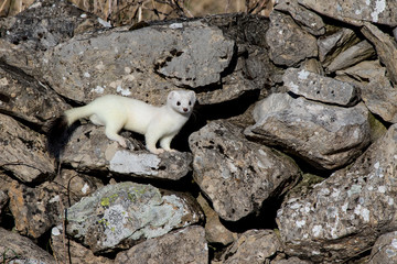 Ermine (Mustela erminea) with its characteristic winter white skin, perched on a stone wall