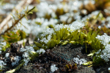 muschio e cristalli di ghiaccio