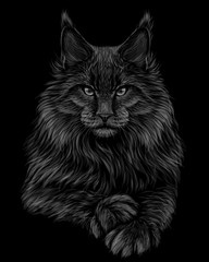 Cat. Graphic, artistic, hand-drawn, black-and-white sketch portrait of a Maine Coon cat on a black background.