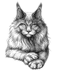 Cat. Graphic, artistic, hand-drawn sketch of a Maine Coon cat on a white background. - obrazy, fototapety, plakaty
