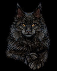 Cat. Graphic, artistic, hand-drawn, color sketch portrait of a Maine Coon cat on a black background.