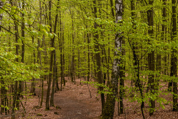Misty spring beech forest in a nature reserve in southern Sweden. selective focus