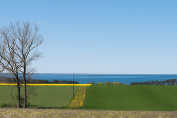 beautiful rapeseed field with the sea in the background.in the spring in Oland, Sweden. selective focus
