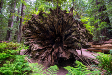 Looking at the roots of a huge fallen coast redwood tree in Humboldt Redwoods State Park near the Avenue of the Giants, California.  Coast redwoods are the tallest trees on earth.
