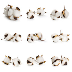 Set of several flowers of cotton isolated on a white background