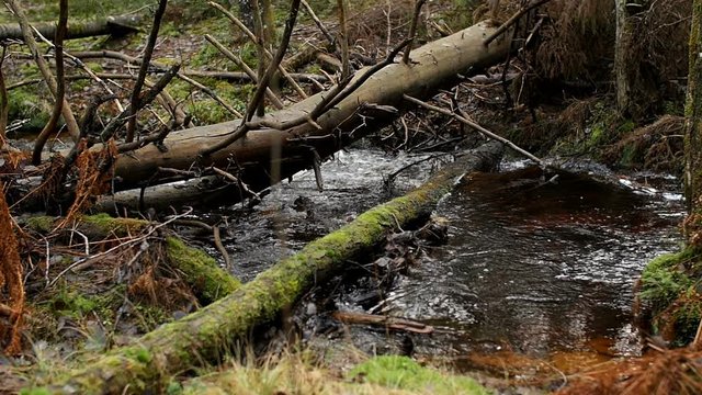 windbreak forest landscape, stream view, loop