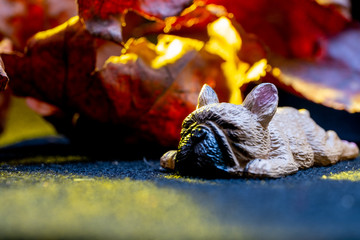 Cute miniature french bulldog toy sleeping under sunkissed autumn leaves