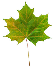 Green autumn maple leaf.