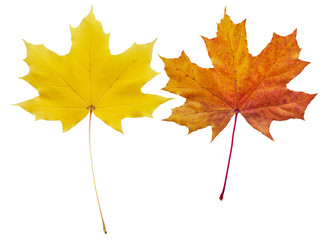 Seasonal change of maple leaves colors collected in collage.