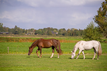 Obraz na płótnie Canvas Young horses eating grass at field.