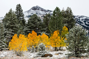 A small grove of aspens is illuminated in stark contrast to the wintery landscape around them in Hope Valley, California.
