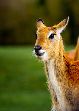 Deer closeup portrait