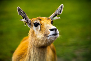 Deer portrait