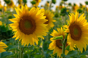 Obraz premium Beautiful sunflowers field