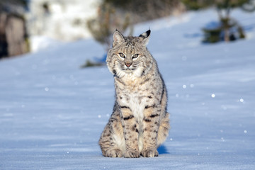 Bobcat in the Snow, Montana