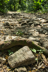 camino rocoso roca selva Chiapas, Palenque, Mexico