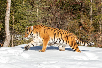 Tiger Playing in the Snow