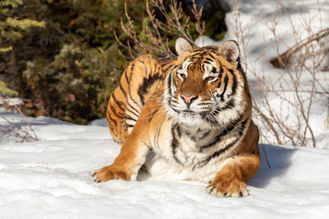 Tiger Playing in the Snow