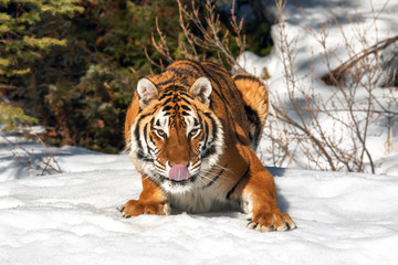 Tiger Playing in the Snow