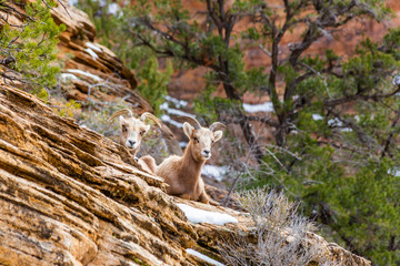 Close up picture of two cute goose in the Zion National park in winter