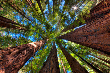 A unique perspective looking up at the canopy of giant redwood trees in the Armstrong Redwoods State Natural Reserve near the Sonoma Coast, CA.