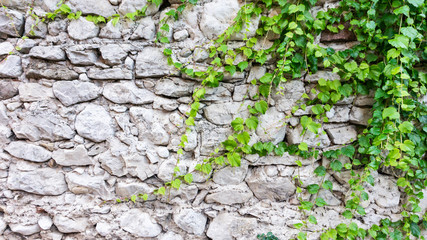 Climbing ivy plant beautifully braids or spreads over a white stone wall of limestone. The idea of ​​decorating the wall in landscape design
