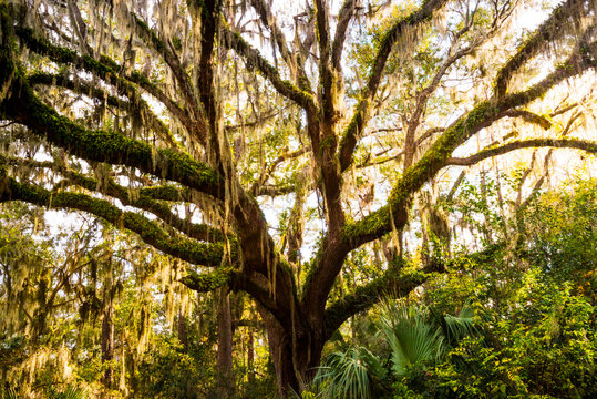 A beautiful Live Oak tree covered in Spanish moss is illuminated at sunset in Honey Horn Plantation on Hilton Head Island, South Carolina.