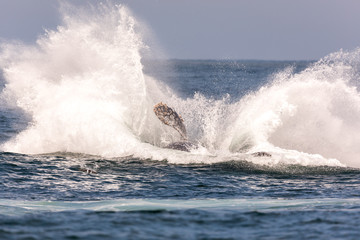 Fototapeta premium Humpback Whale