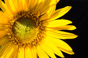 Obraz premium Sonnenblume