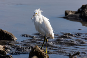 Great Egret