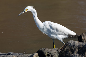 Great Egret