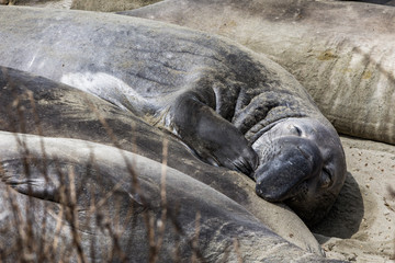 Elephant Seals Big Sur California